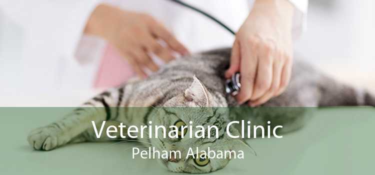 Veterinarian Clinic Pelham Alabama