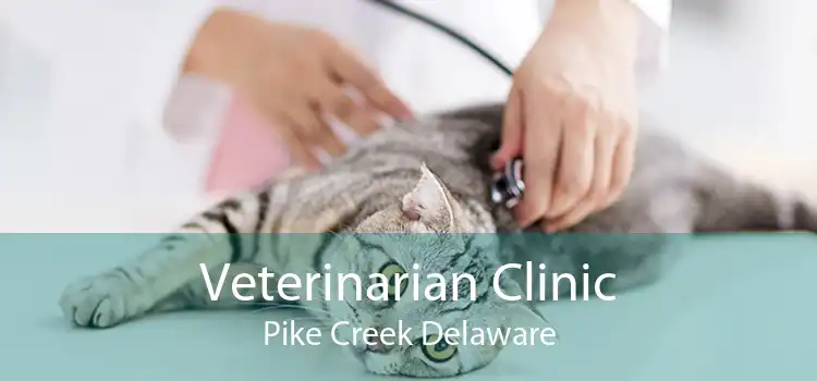 Veterinarian Clinic Pike Creek Delaware