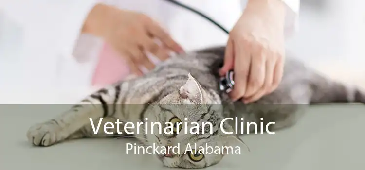 Veterinarian Clinic Pinckard Alabama