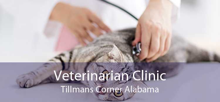 Veterinarian Clinic Tillmans Corner Alabama