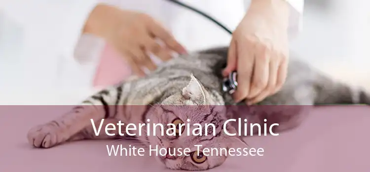 Veterinarian Clinic White House Tennessee