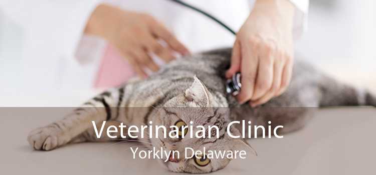 Veterinarian Clinic Yorklyn Delaware