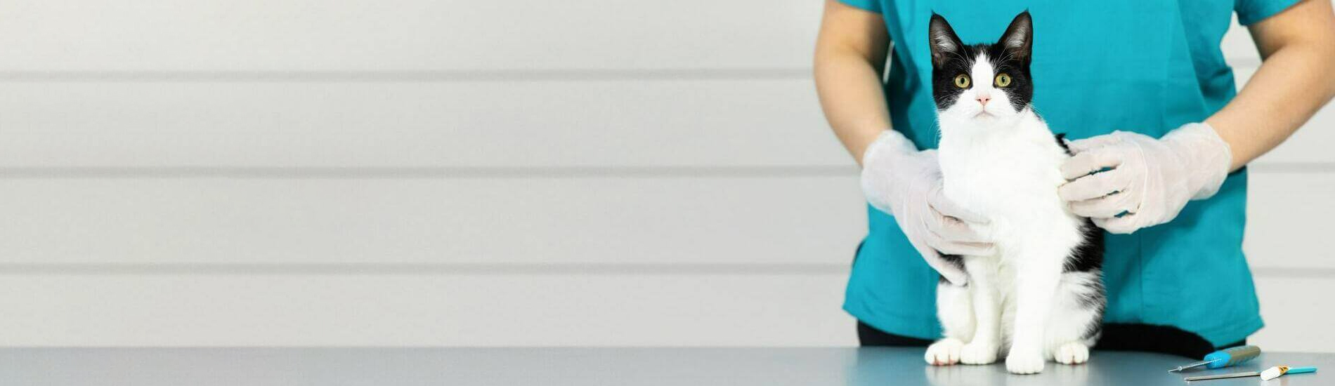 Animal Hospital Alabaster Small, Affordable, And Emergency Animal