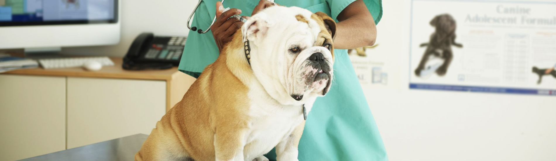 Low Cost Dog Vaccinations Near Me Services