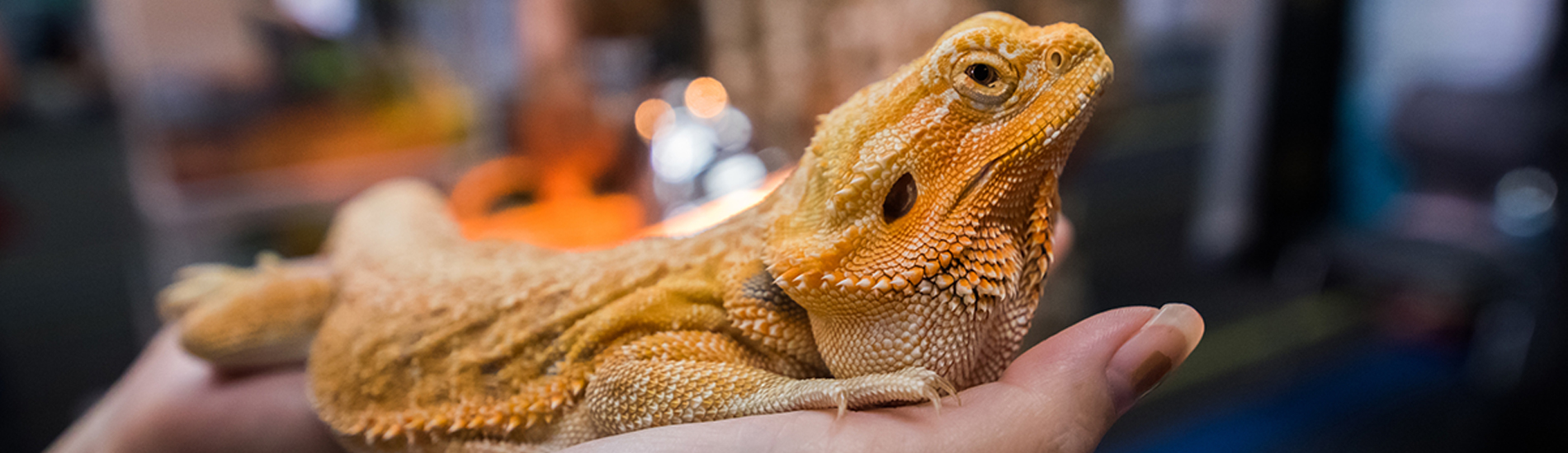 Bearded Dragons, Veterinarian in Waverly, TN