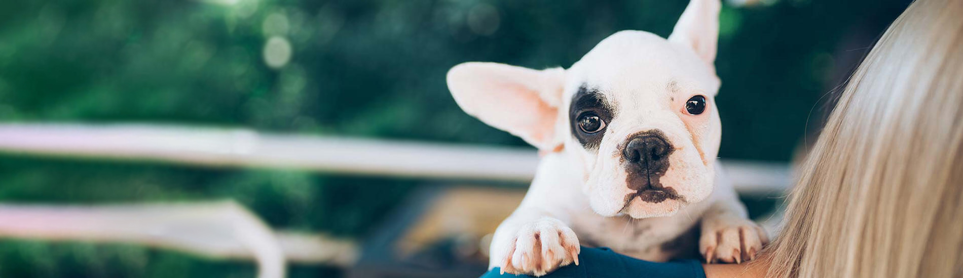 Spaying And Neutering Dothan Low Cost Pet Spay And Neuter Clinic