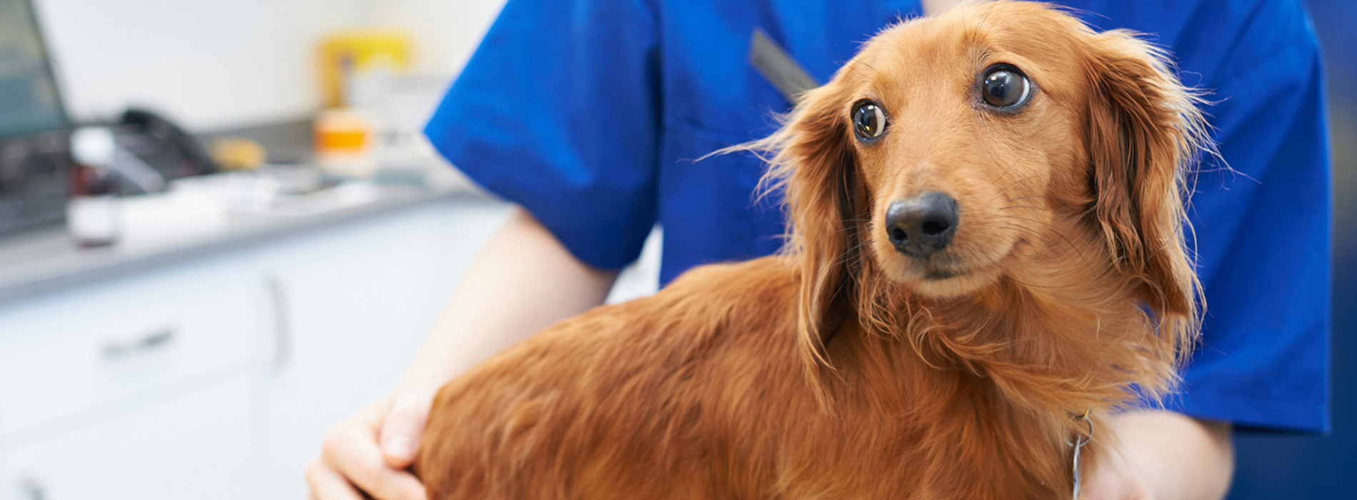 Veterinarian Clinic Oak Ridge - Emergency Vet And Pet Clinic Near Me