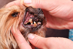 Boston Dog Dentist