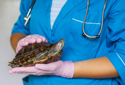 Knoxville Reptile Vet