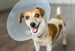 Collierville Spaying and Neutering