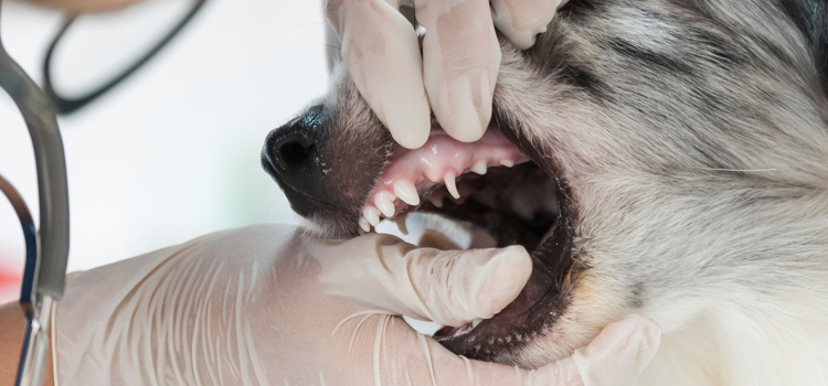 Anesthetic Dog Dentistry