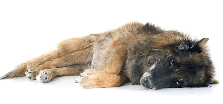 Dog Euthanasia Drugs in Moody