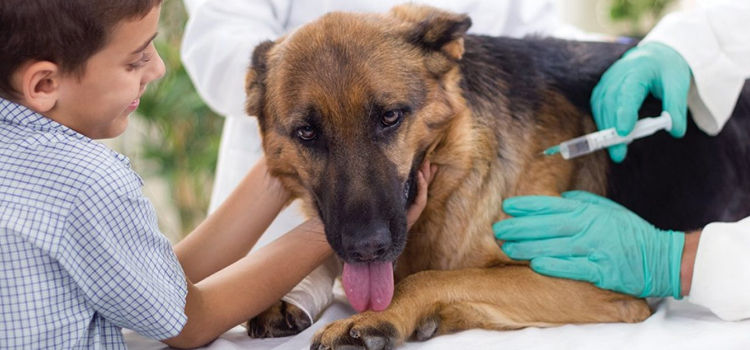 dog vaccination dispensary in Masonic Home